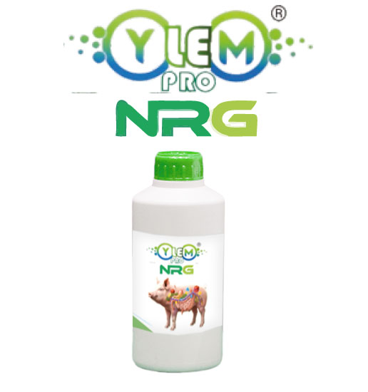EXPATICA BIO BOVINE EXPOMIN